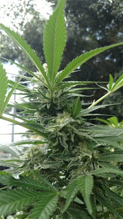 User uploaded image of Pineapple