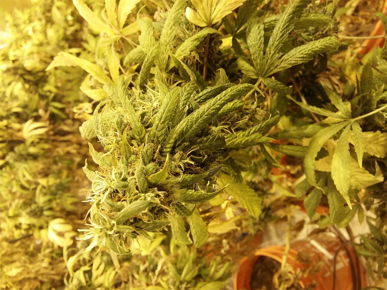 Photos of Pineapple Weed Strain Buds Leafly