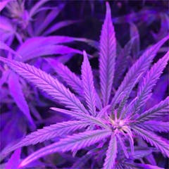 User uploaded image of Pink Champagne