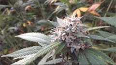 User uploaded image of Pink Cookies