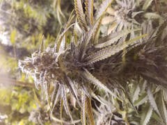 User uploaded image of Pink Kush