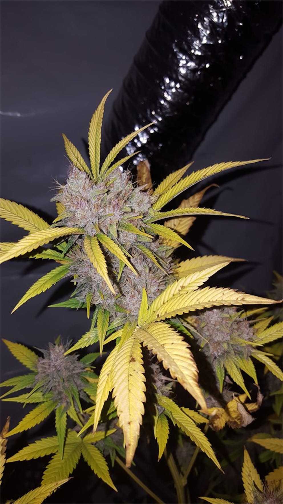 Photos of Pink Lemonade Weed Strain Buds Leafly