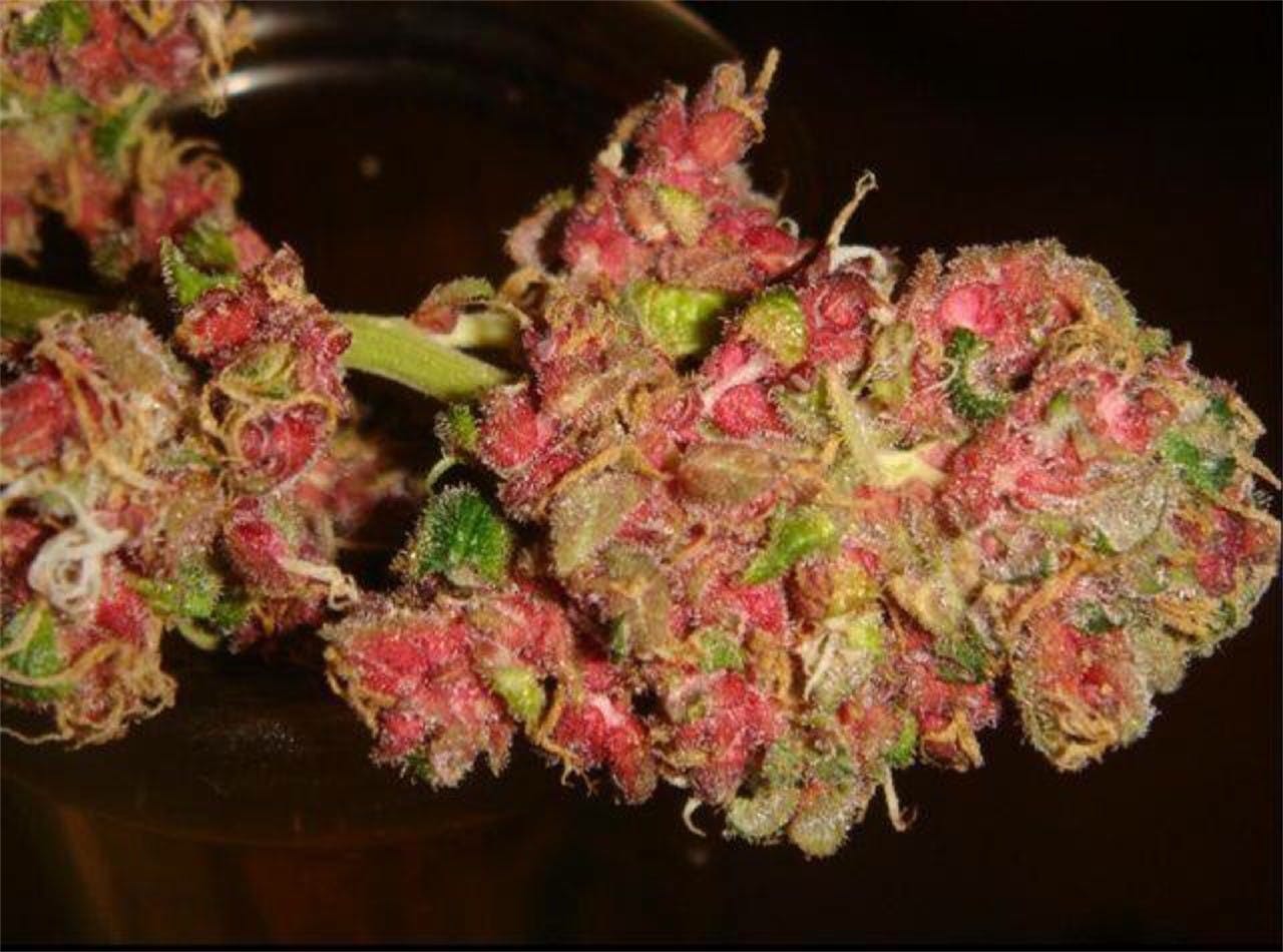 Pink Mango Weed Strain Information Leafly
