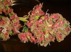 User uploaded image of Pink Mango