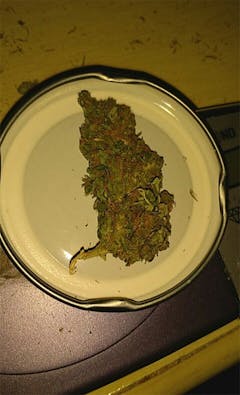 User uploaded image of Pink Mango
