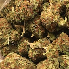 User uploaded image of Pitbull