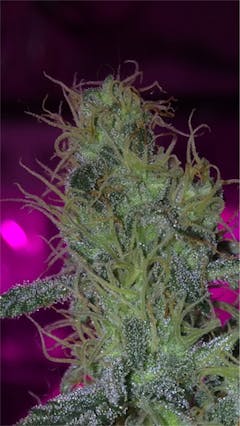 User uploaded image of Pitbull