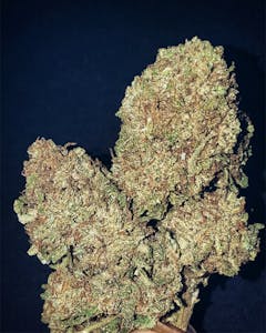 User uploaded image of Pitbull