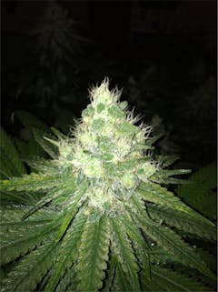 User uploaded image of Pitbull