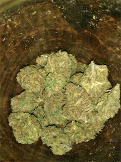 User uploaded image of Pitbull