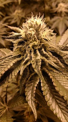 User uploaded image of Platinum Cookies