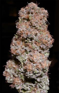 User uploaded image of Platinum Kush