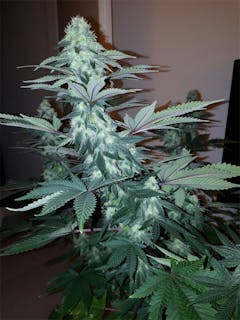 User uploaded image of Platinum OG