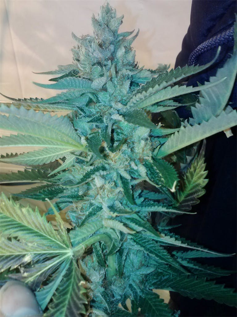 Photos of Platinum Purple Kush Weed Strain Buds Leafly