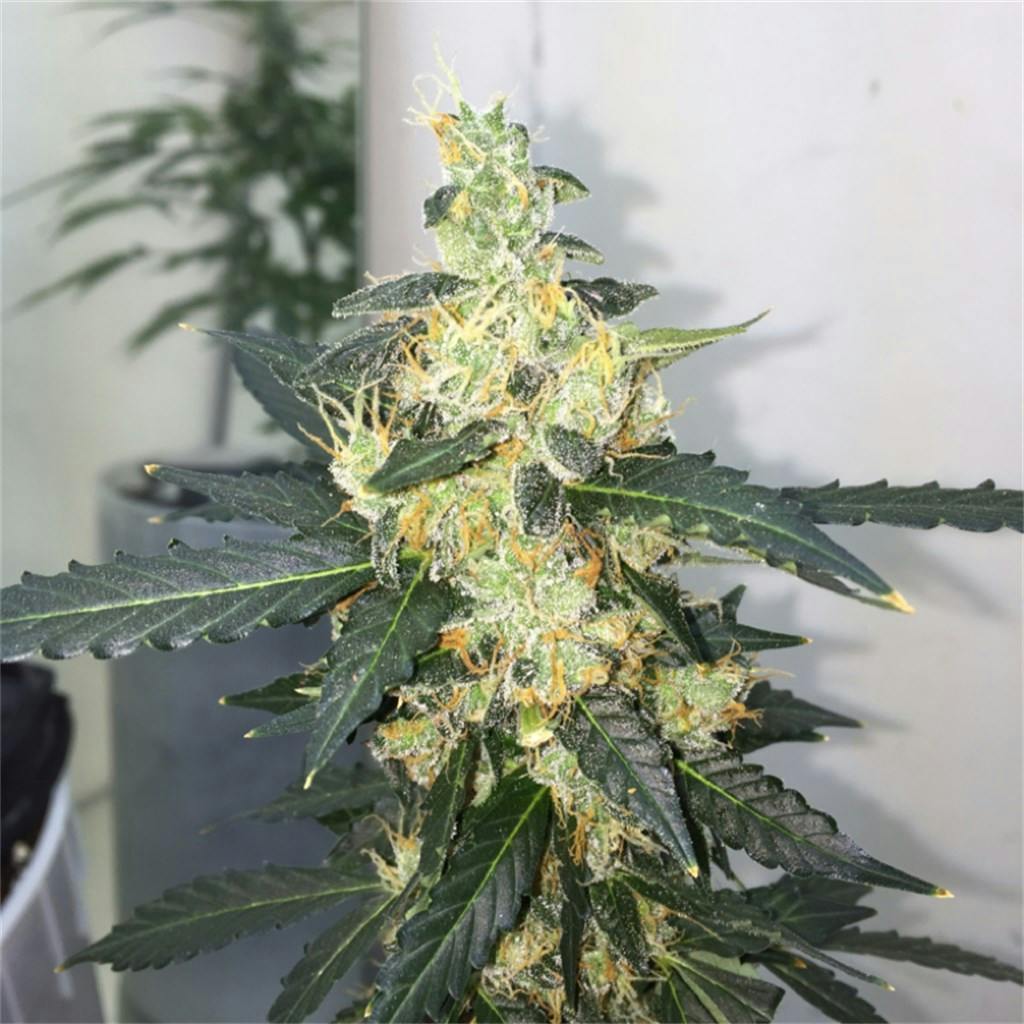 Platinum Purple Kush Aka Platinum Purple Purple Platinum Weed Strain