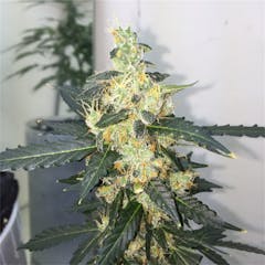 User uploaded image of Platinum Purple Kush