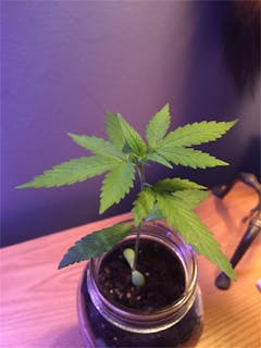 User uploaded image of Platinum Wreck