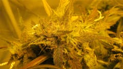 User uploaded image of Plushberry