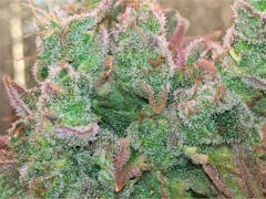 User uploaded image of Plushberry