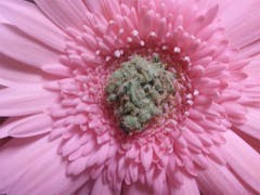 User uploaded image of Pluto Kush