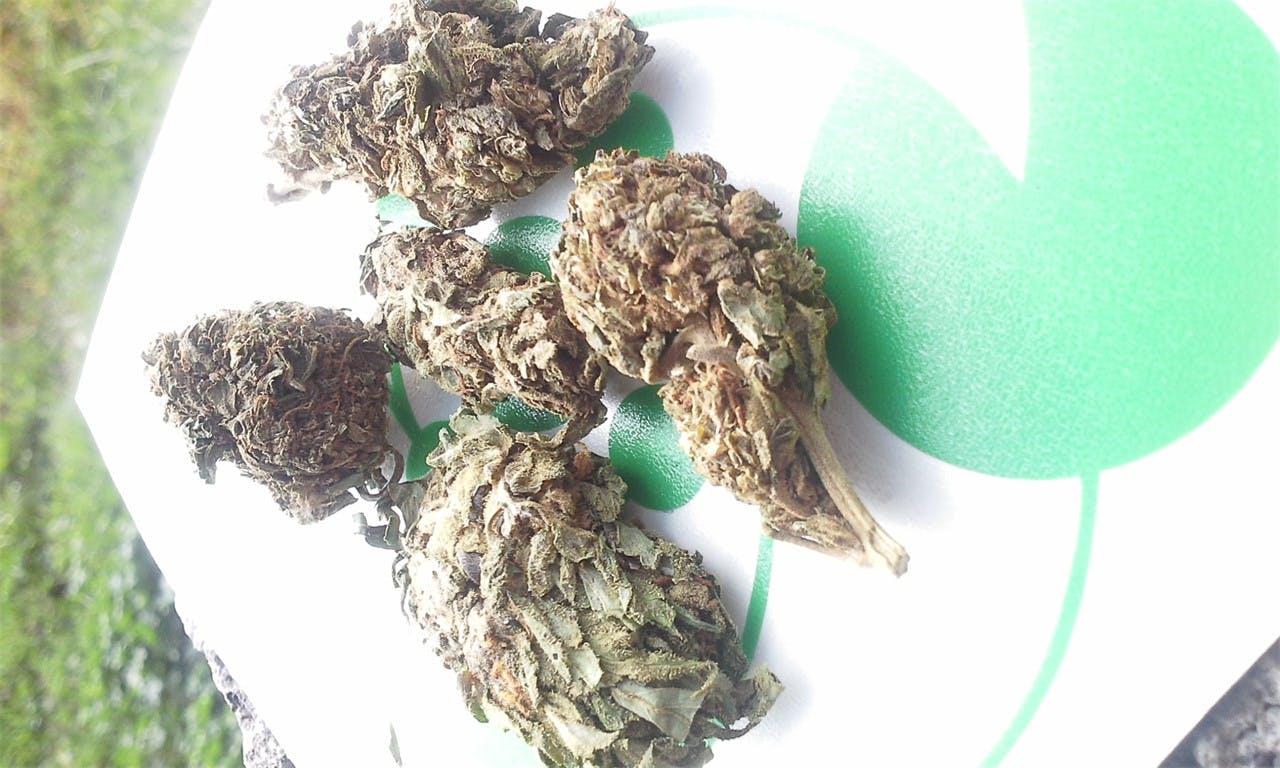 Popcorn Kush Weed Strain Information Leafly