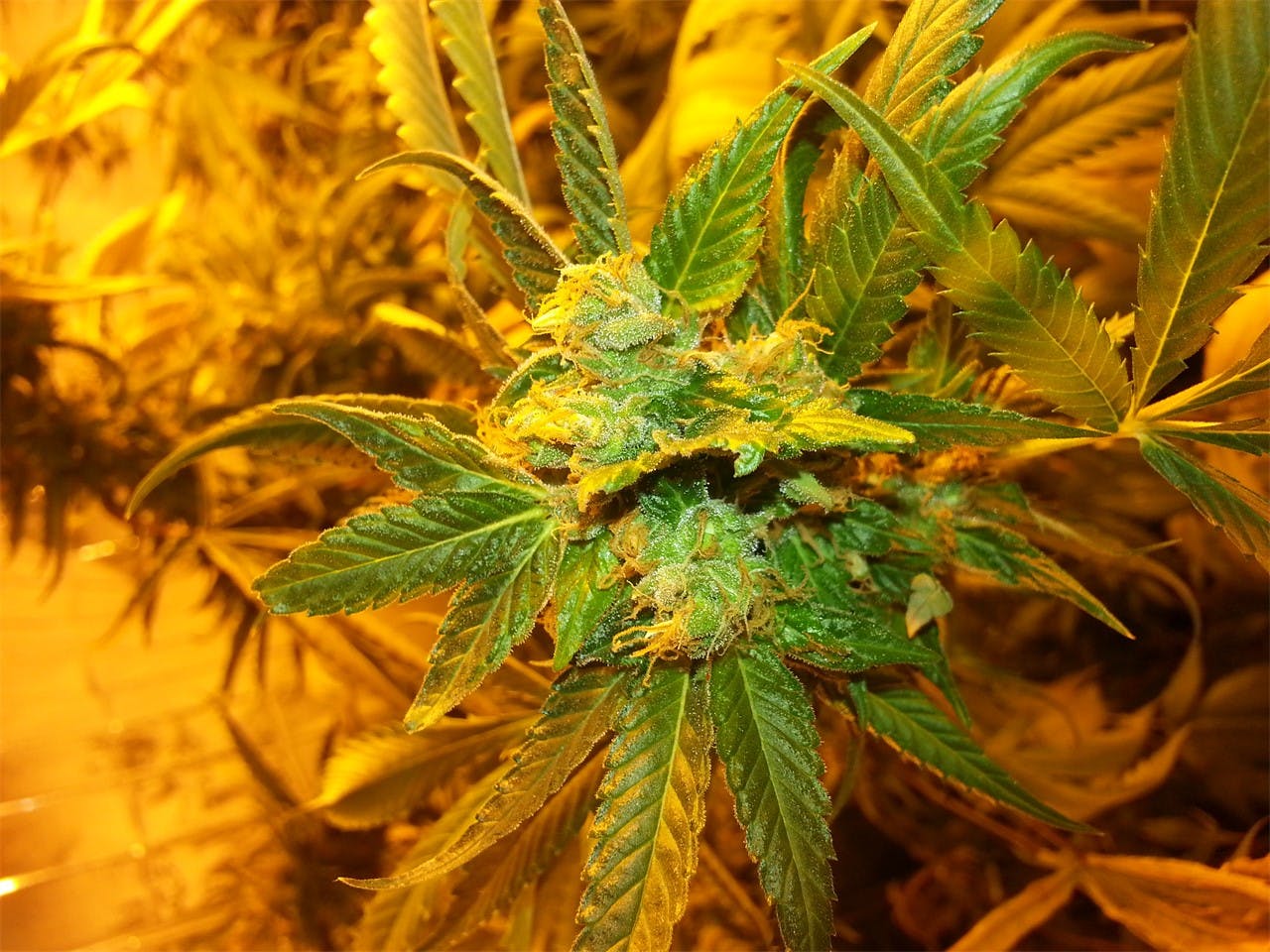 Pot of Gold Weed Strain Information Leafly