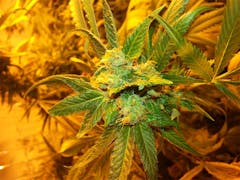 User uploaded image of Pot of Gold