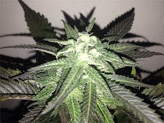 User uploaded image of Pot of Gold