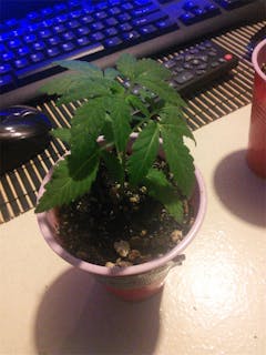 User uploaded image of Power Kush