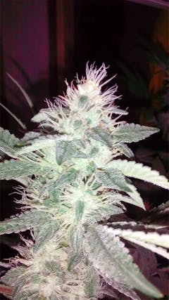 User uploaded image of Power Kush