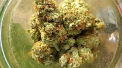 User uploaded image of Power Kush