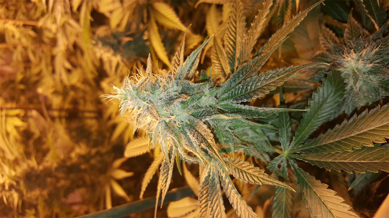 Power Plant Weed Strain Information | Leafly