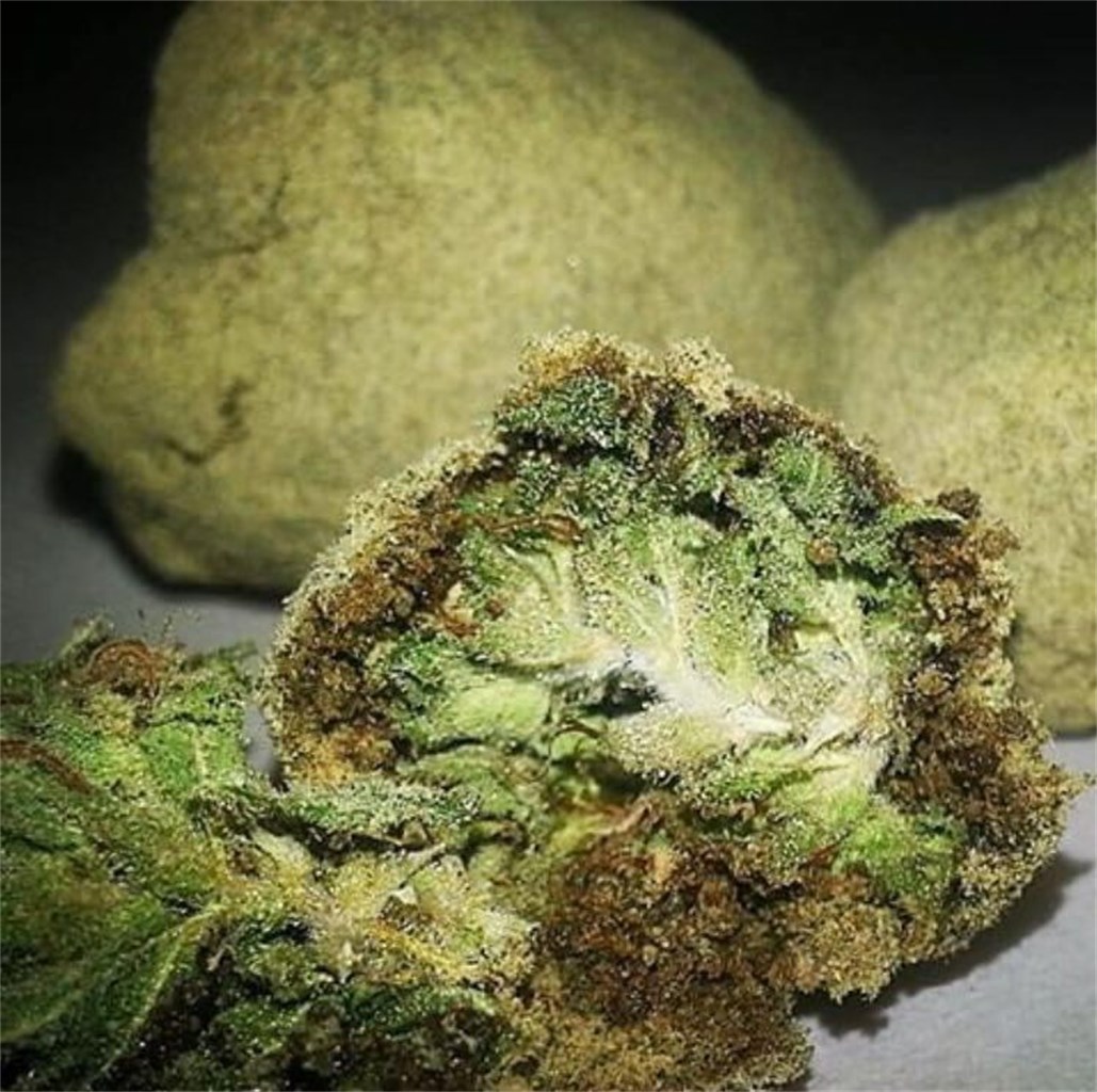 Power Plant Weed Strain Information | Leafly