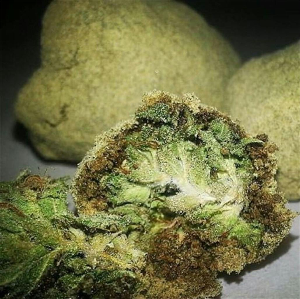 Power Plant Weed Strain Information Leafly