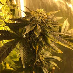 User uploaded image of Pre-98 Bubba Kush