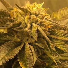 User uploaded image of Pre-98 Bubba Kush