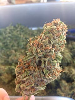 User uploaded image of Predator Pink