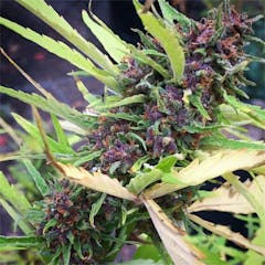 User uploaded image of Predator Pink