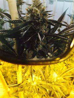 User uploaded image of Primus