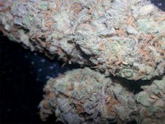 User uploaded image of Professor Chaos