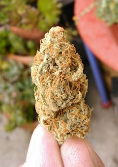 User uploaded image of Professor Chaos