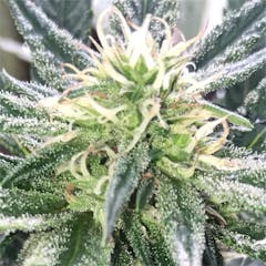 User uploaded image of Professor Chaos