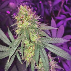 User uploaded image of Professor Chaos