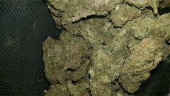 User uploaded image of Punky Lion