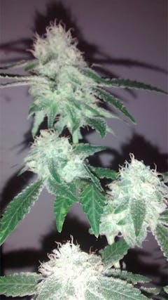 User uploaded image of Punky Lion