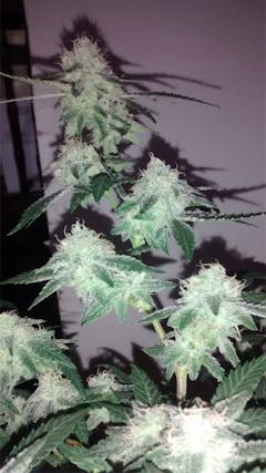 User uploaded image of Punky Lion