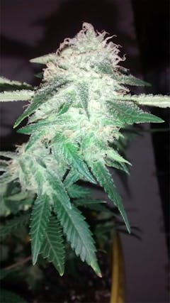 User uploaded image of Punky Lion