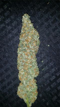 User uploaded image of Punky Lion