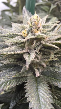 User uploaded image of Punky Lion