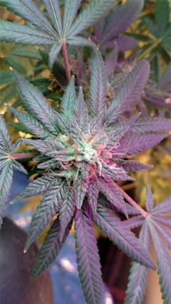 User uploaded image of Pure Afghan